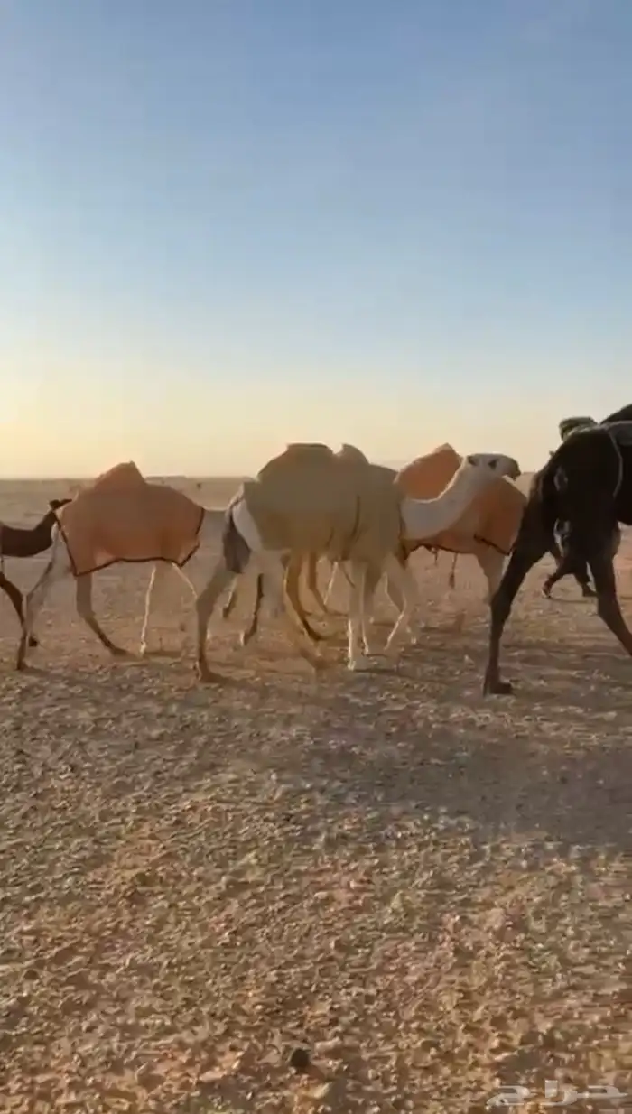 تماميه مفروده 0