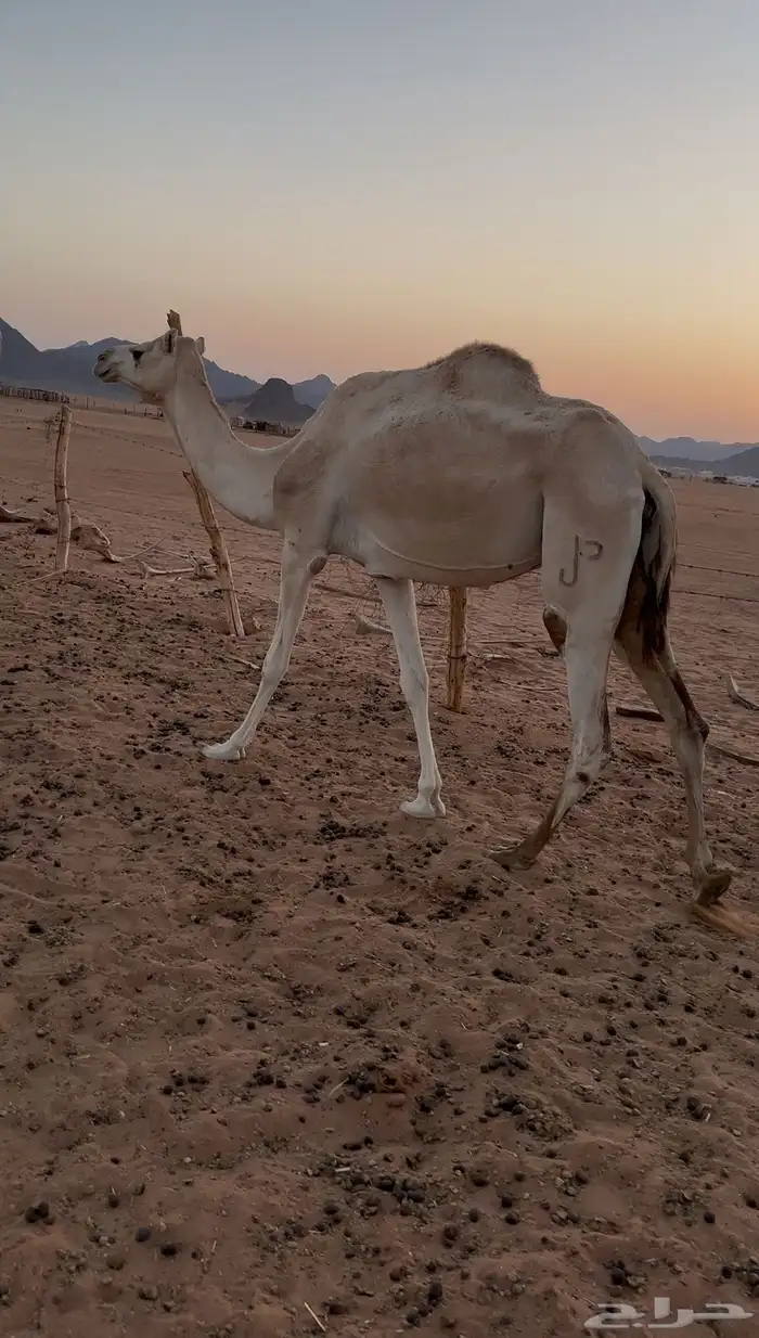 ذلول جاهزه لى الضراب 0