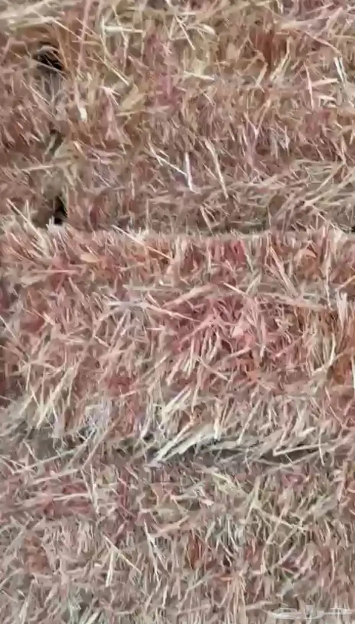 ذره جيزانيه حمرا العدد 14 الف 1