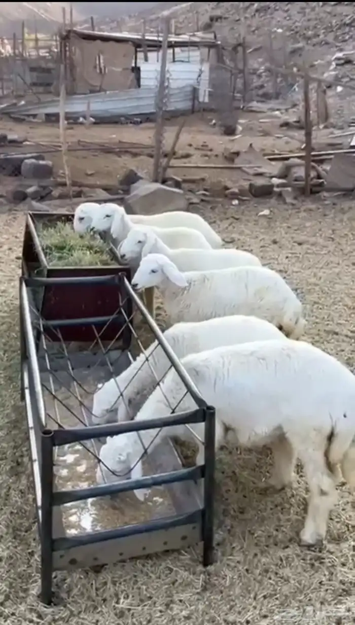 يتوفر ذبائح حريات وسواكن 0