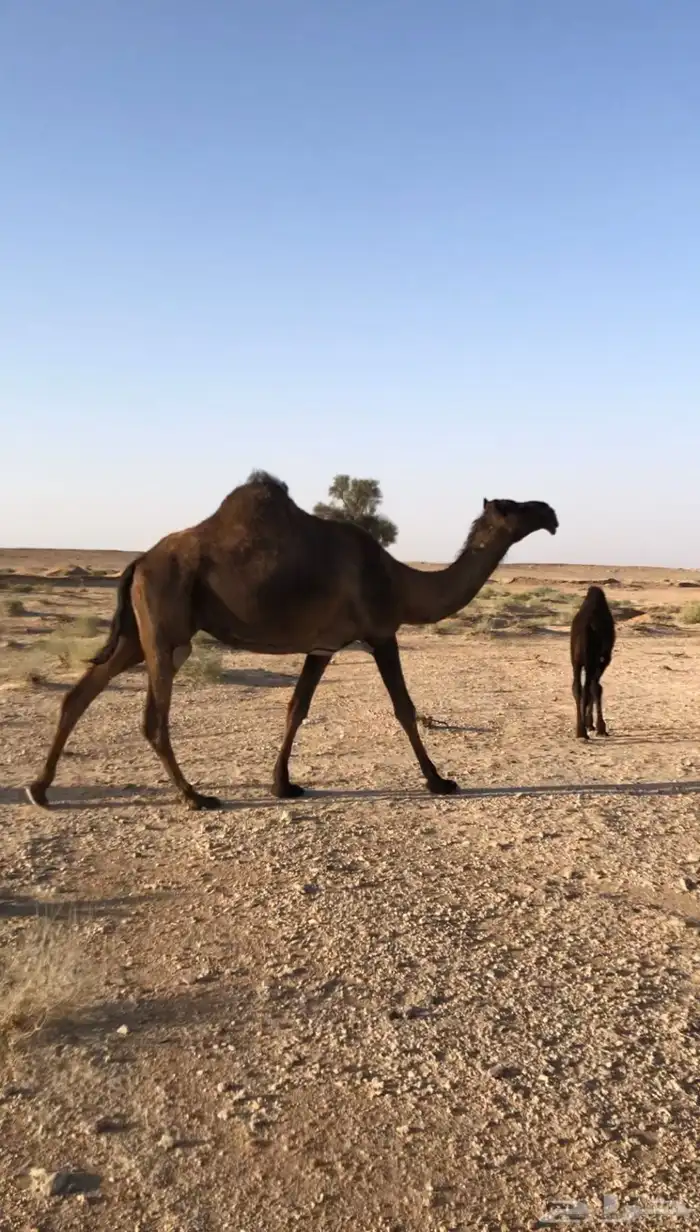 خلفة صفراء 0