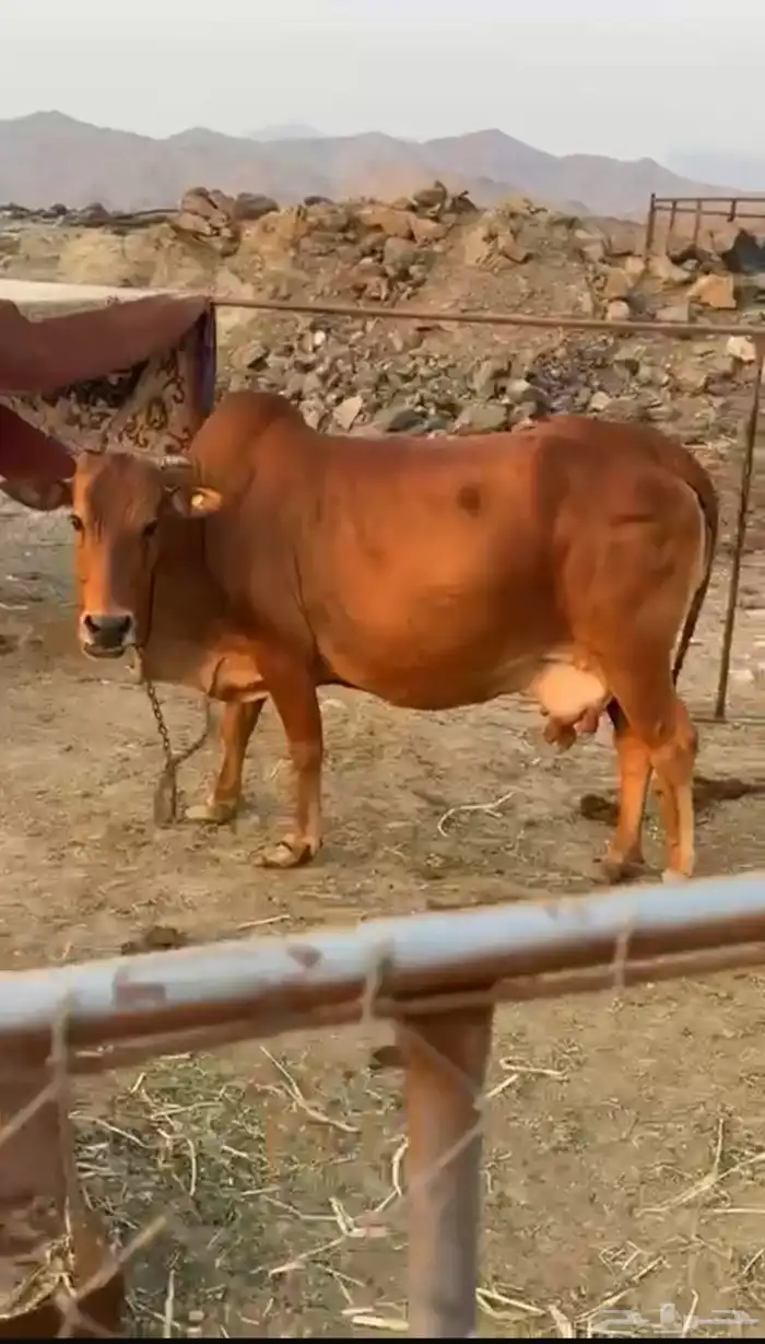 بقرة 0