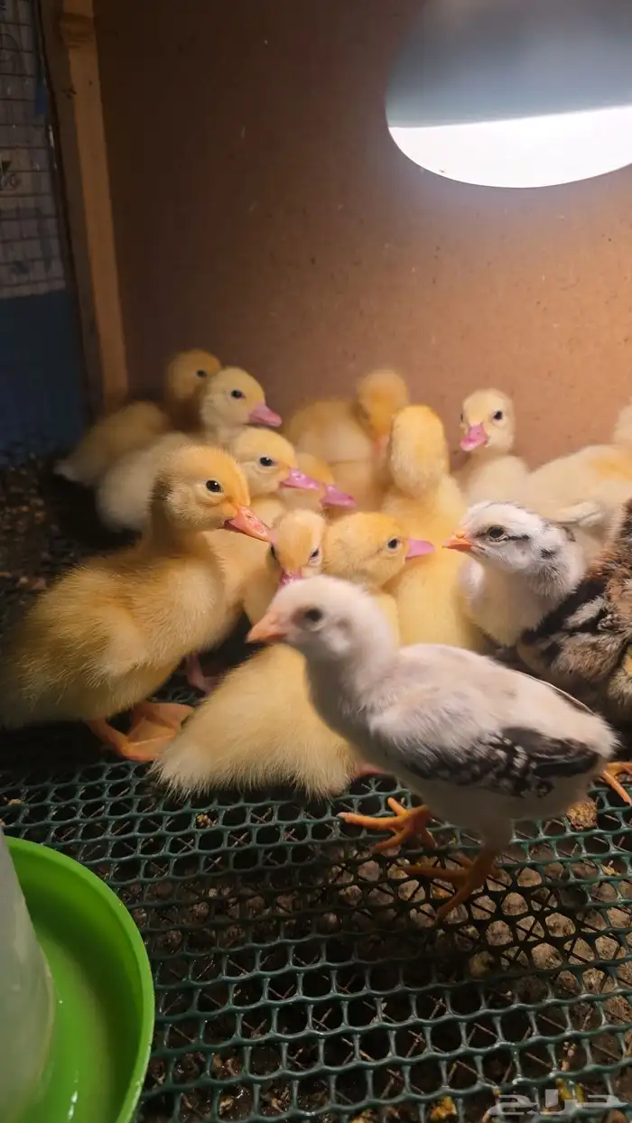 صيصان بط مصري ابيض صك جامبو 1