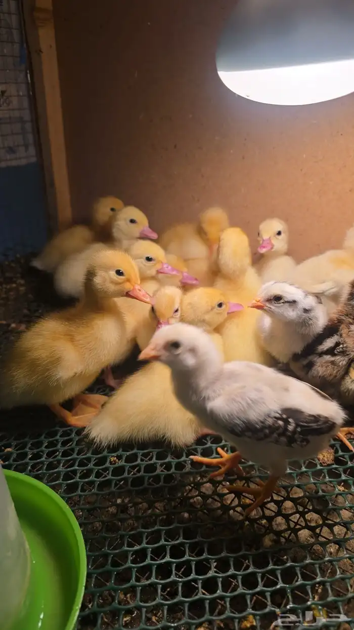 صيصان بط مصري ابيض صك جامبو 0