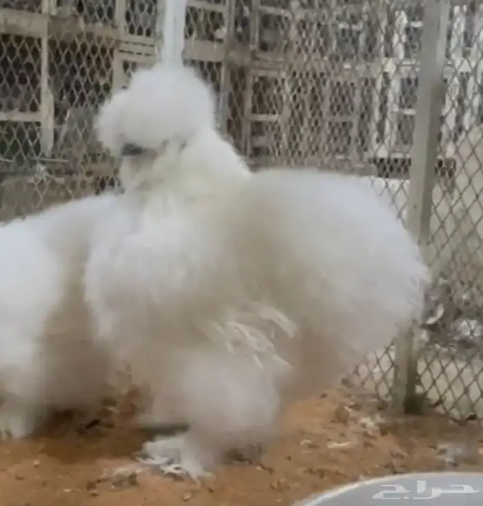 طقم قطني سلكي 2