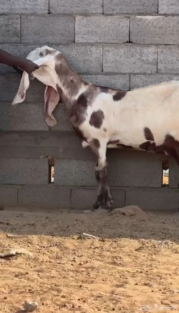 عنز مطوره فاخره جدا جدا 3