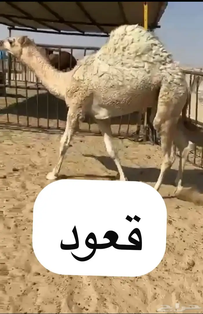 قعدان وبكار للبيع بلديه ويوجد توصيل التواصل اتصال 0