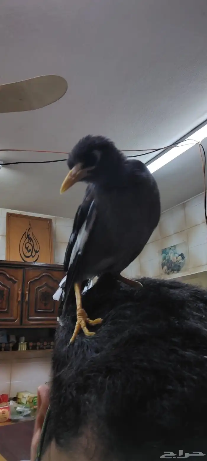 طير المينو 1