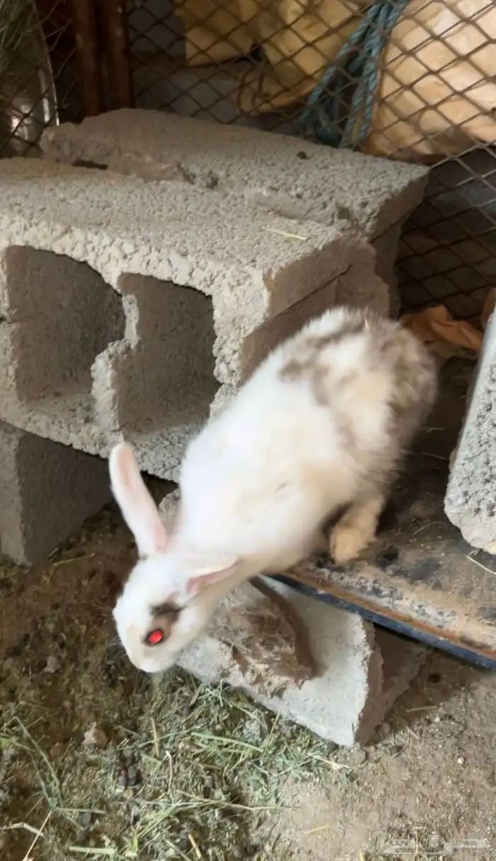 ارنب بلدي انثي 1