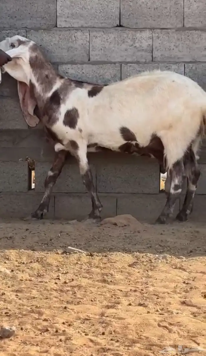 عنز مطوره فاخره جدا جدا 4
