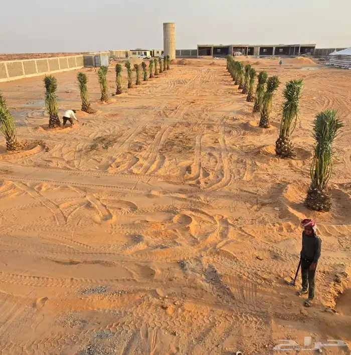 نعمل في قلع وغرس وتوريد جميع انواع النخيل الغربي والزينه 3