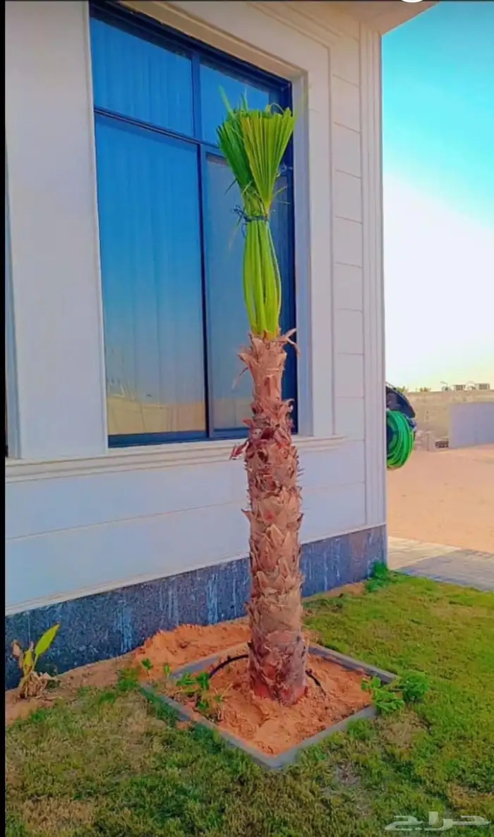 مشاءالله تبارك الله نخل طيب طالع بكره من القصيم 4