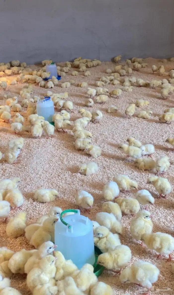 صوص لاحم فرز اول 0