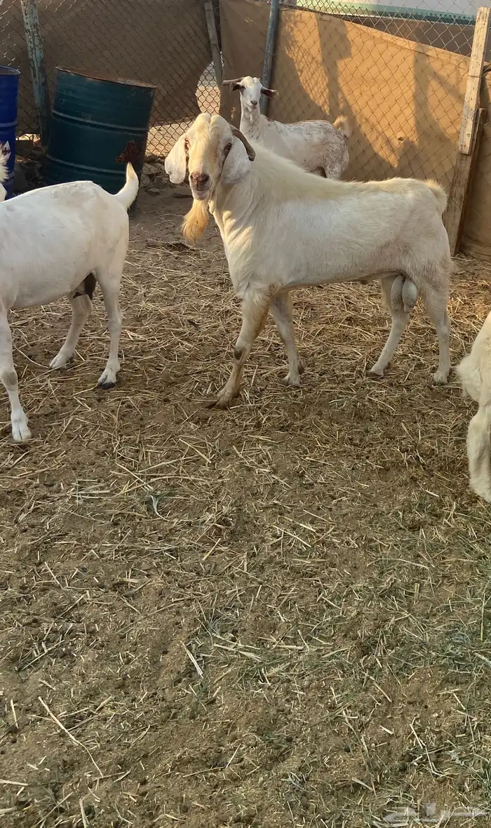 تيس فحل طيب ارتفاع وشكل 4