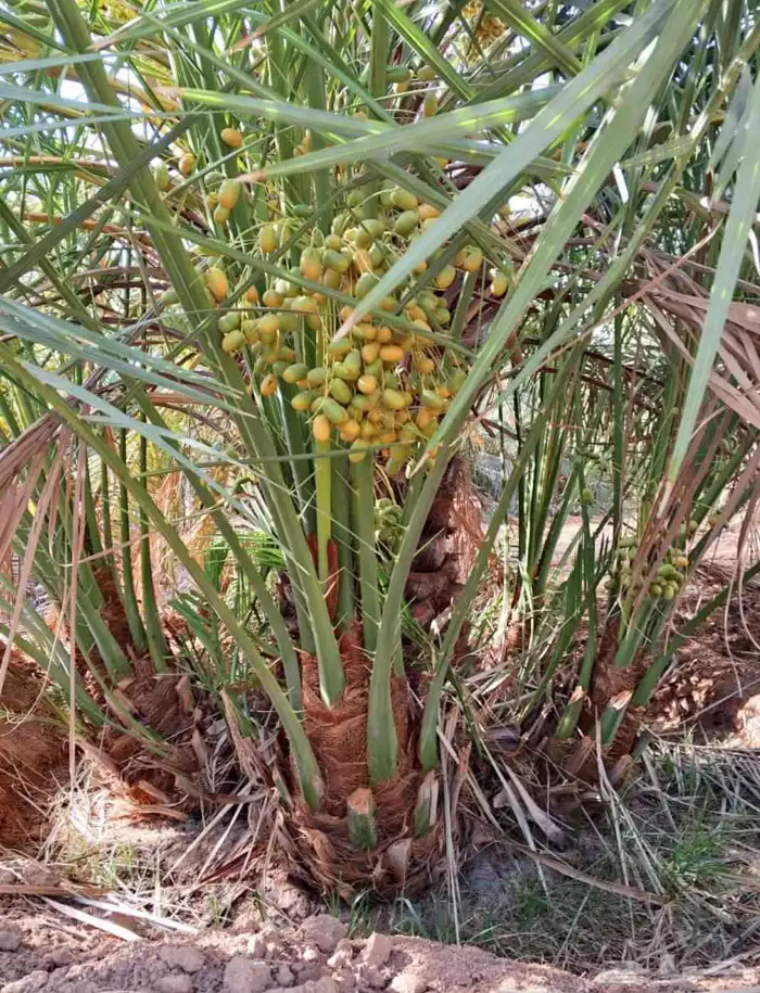 نعمل في قلع وغرس وتوريد جميع انواع النخيل الغربي والزينه 5