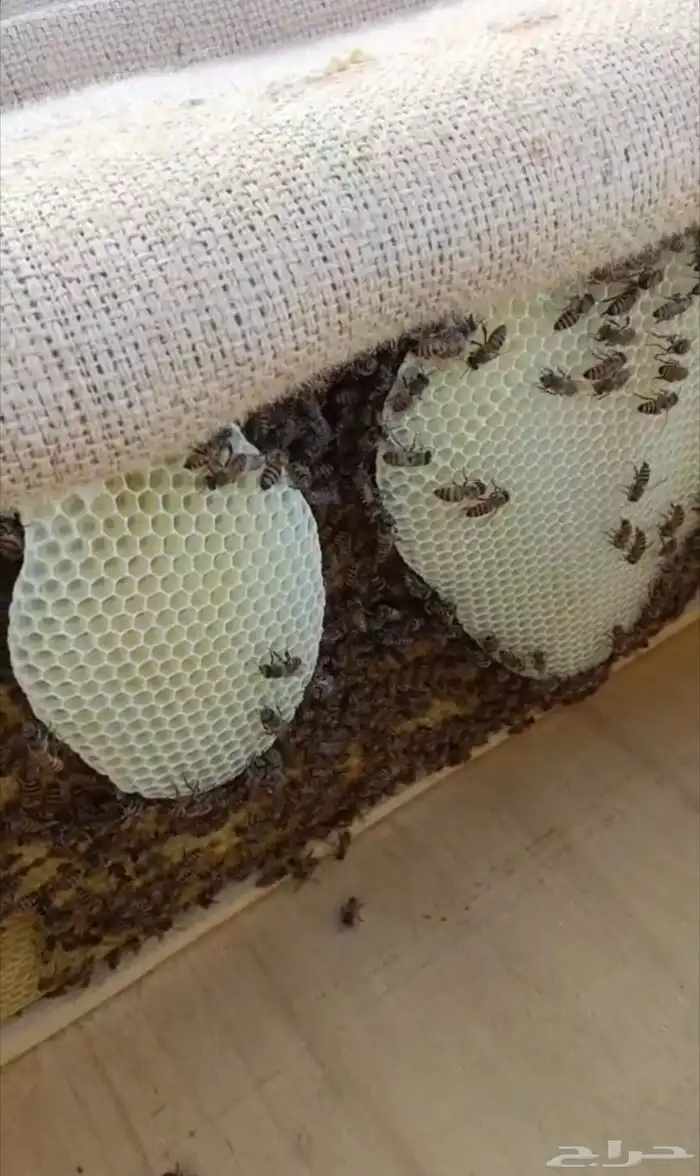 نحل افرنجي 5