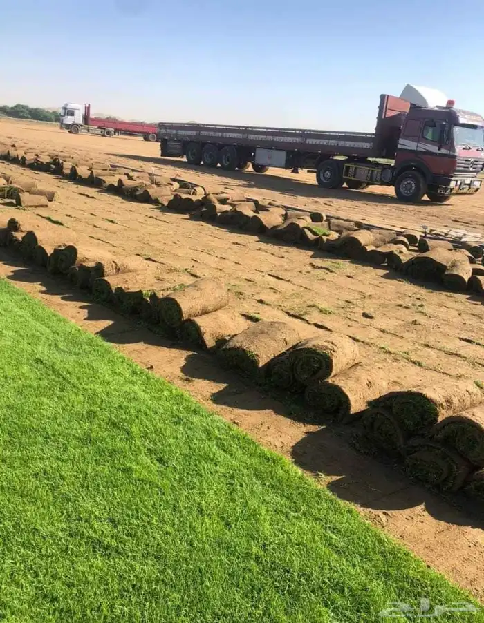 نجيل طبيعي 7