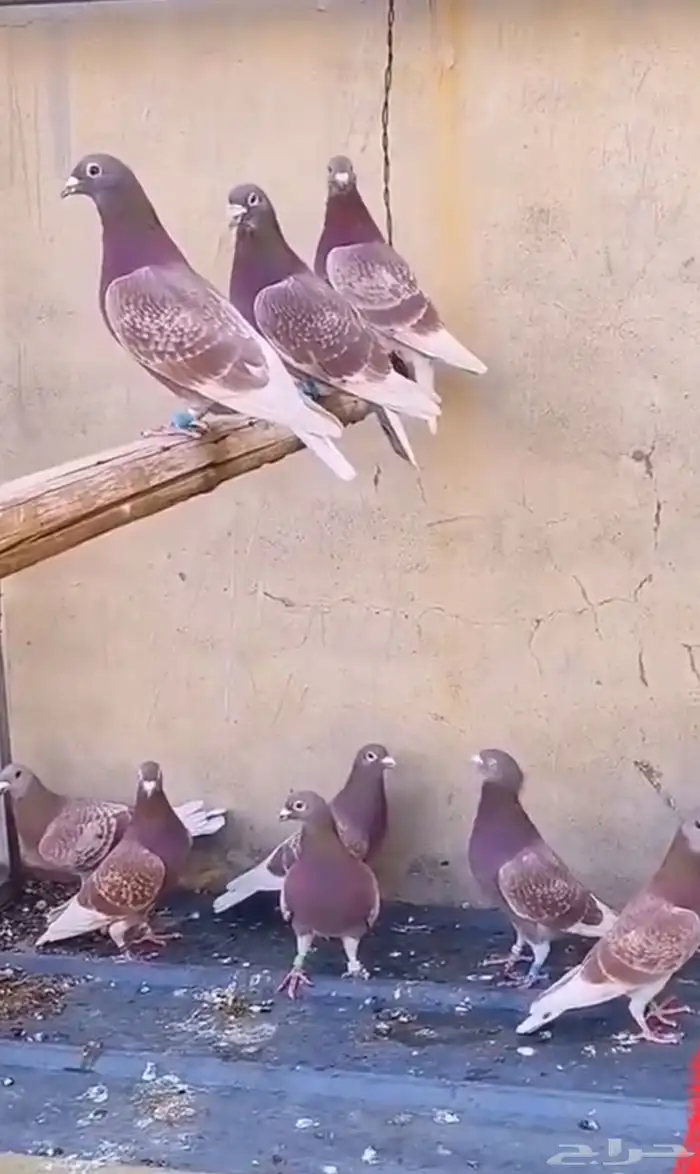 حمام بري شرط 0
