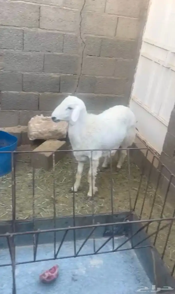 خروف جذع كفو 0