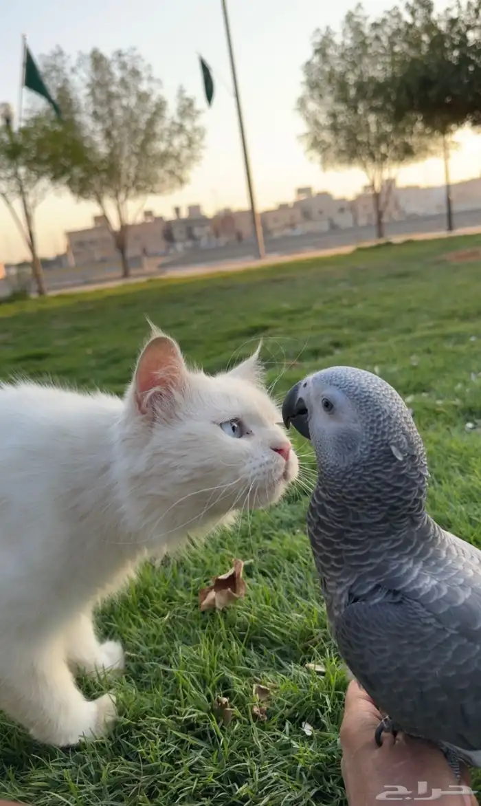 فرخ بغباء كاسكو 0