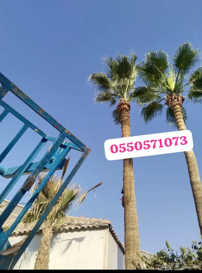 تكريب جميع انواع النخل العربي 1 4