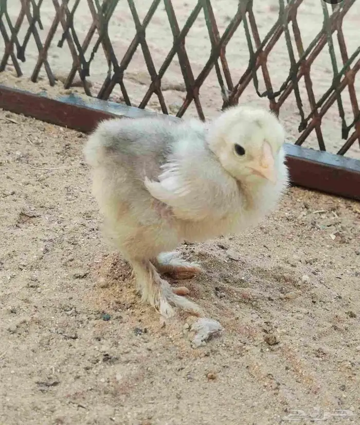 براهما مع صوص 1