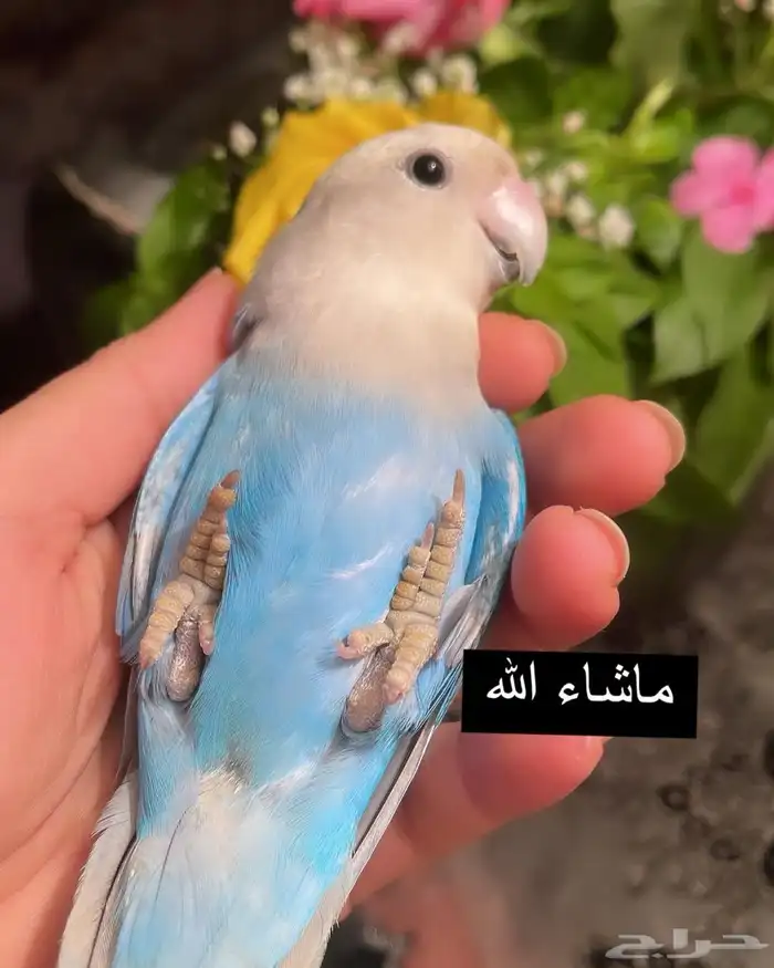 للبيع ببغاء الروز الأليف 4