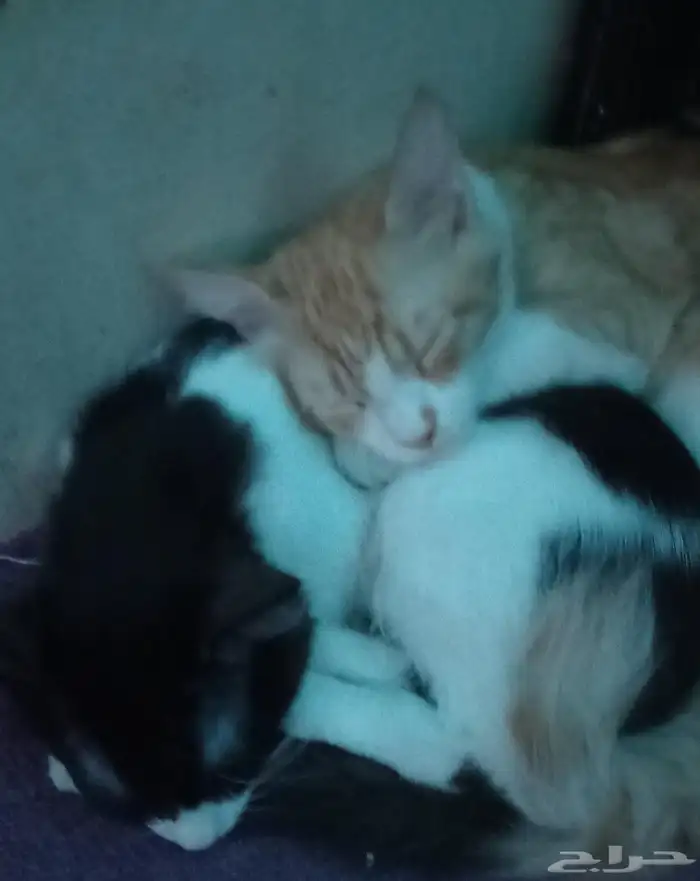 ل التبني اربع قطط اخوان 2