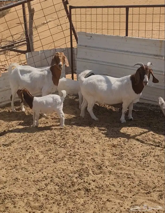 معزا بورقوت للبيع نظيفة ومنوة القناي بورقت 1