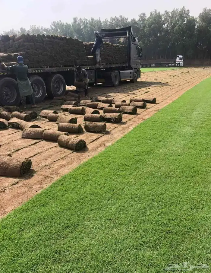 نجيل طبيعي 8