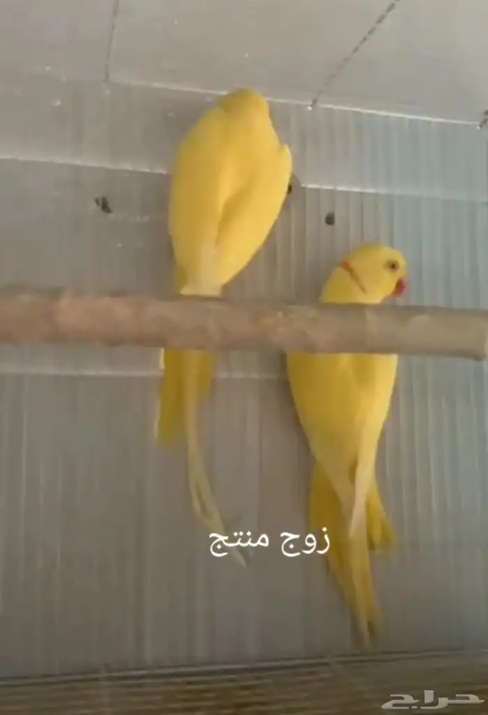 زوج دره لتينو منتج 1