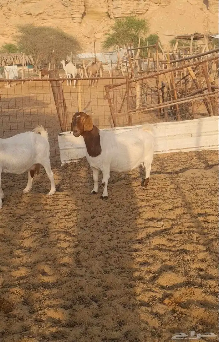 معزا بورقوت للبيع نظيفة ومنوة القناي بورقت 6