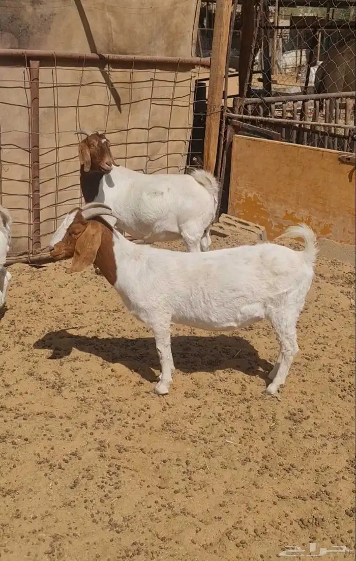 معزا بورقوت للبيع نظيفة ومنوة القناي بورقت 2