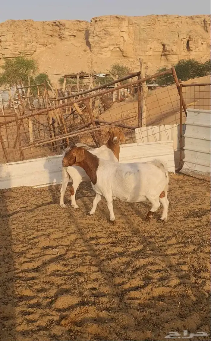 معزا بورقوت للبيع نظيفة ومنوة القناي بورقت 5