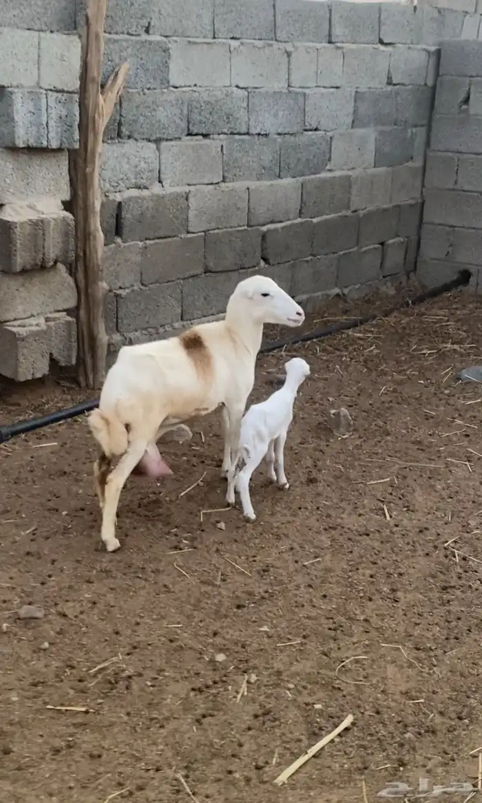 للبيع نعجه منتوج فاخره 1