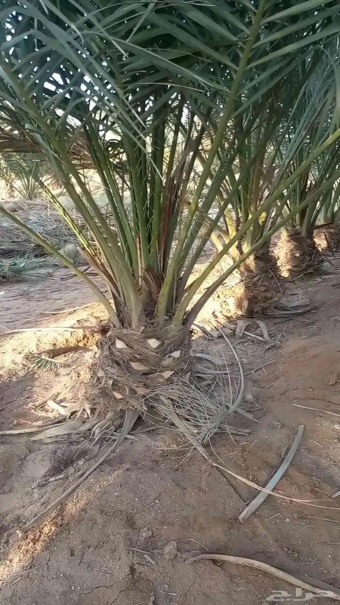 يتوجدلديناجميع انواع الفسيل بجميع انوعها ومقساتها 6