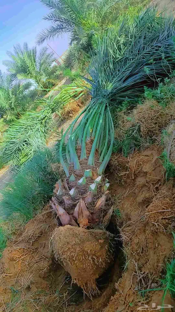 نخيل 2