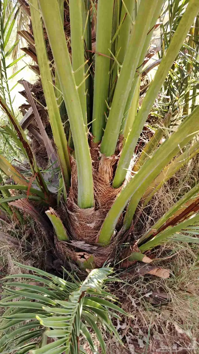 يوجد لدينا جميع انواع النخيل العربي 7