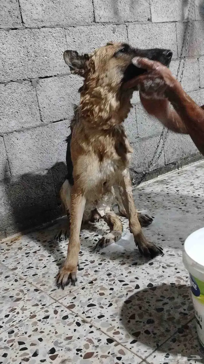 هاسكي  جيرمن أناث البيع عل الجميع سبب لعدم توفر مكان 3