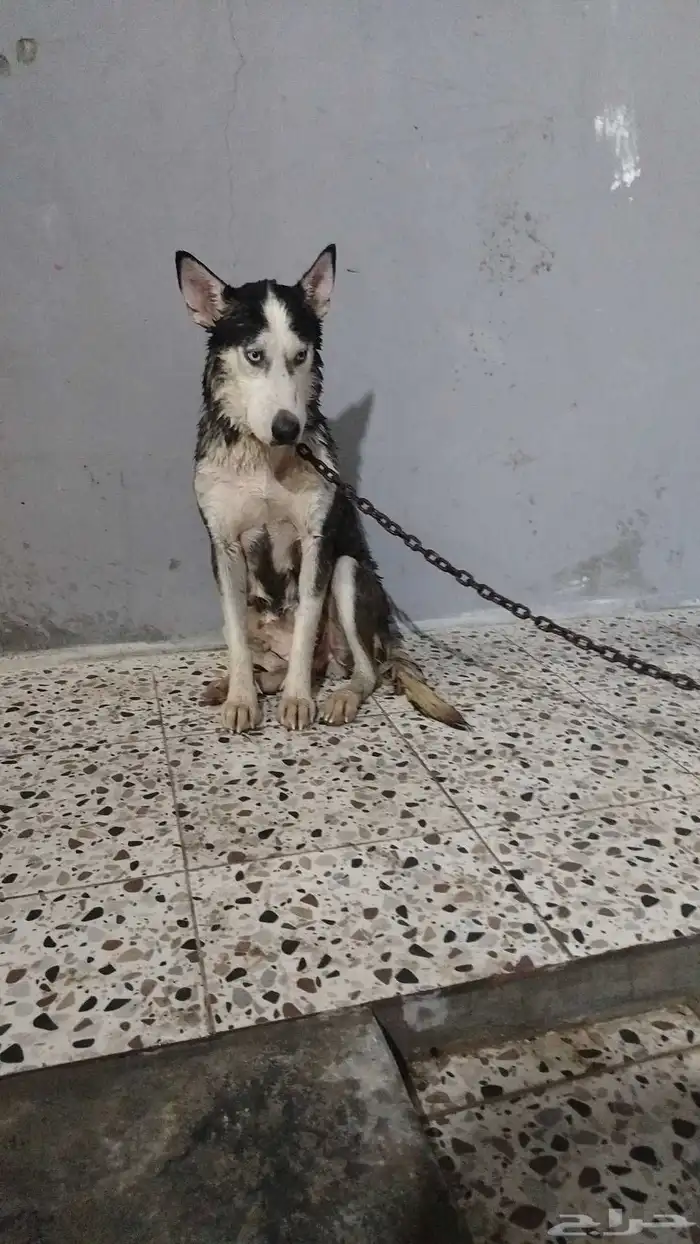 هاسكي  جيرمن أناث البيع عل الجميع سبب لعدم توفر مكان 0