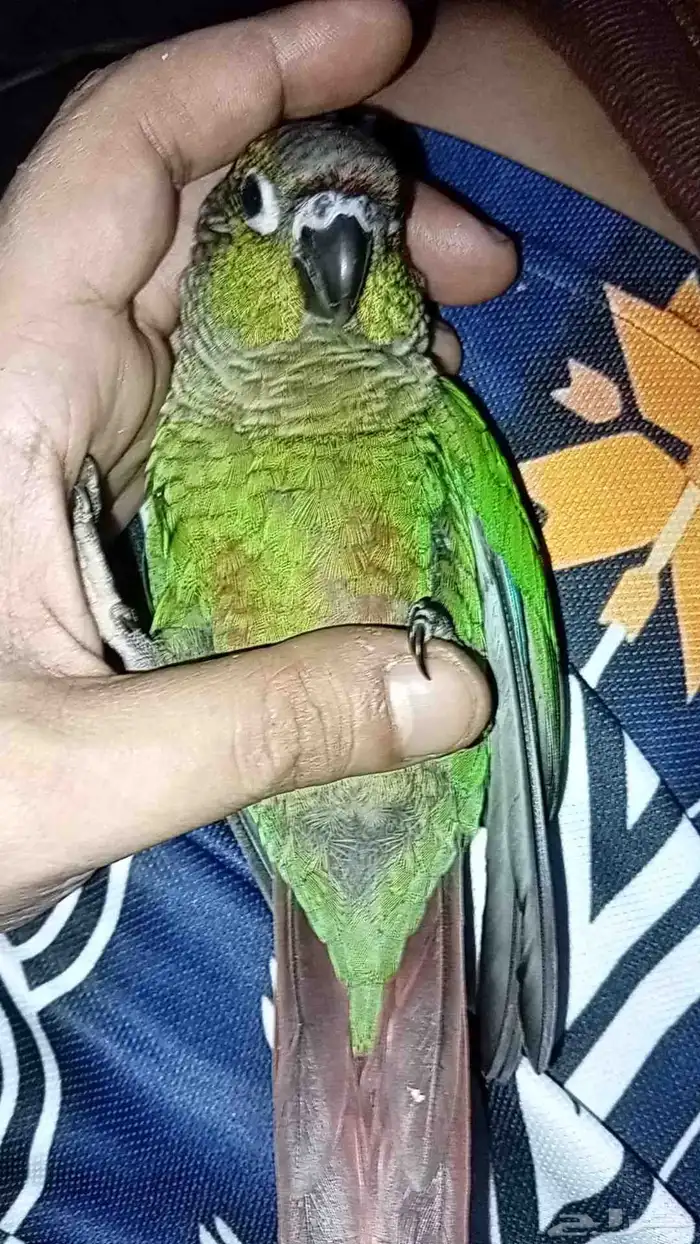 كنيور اليف 0