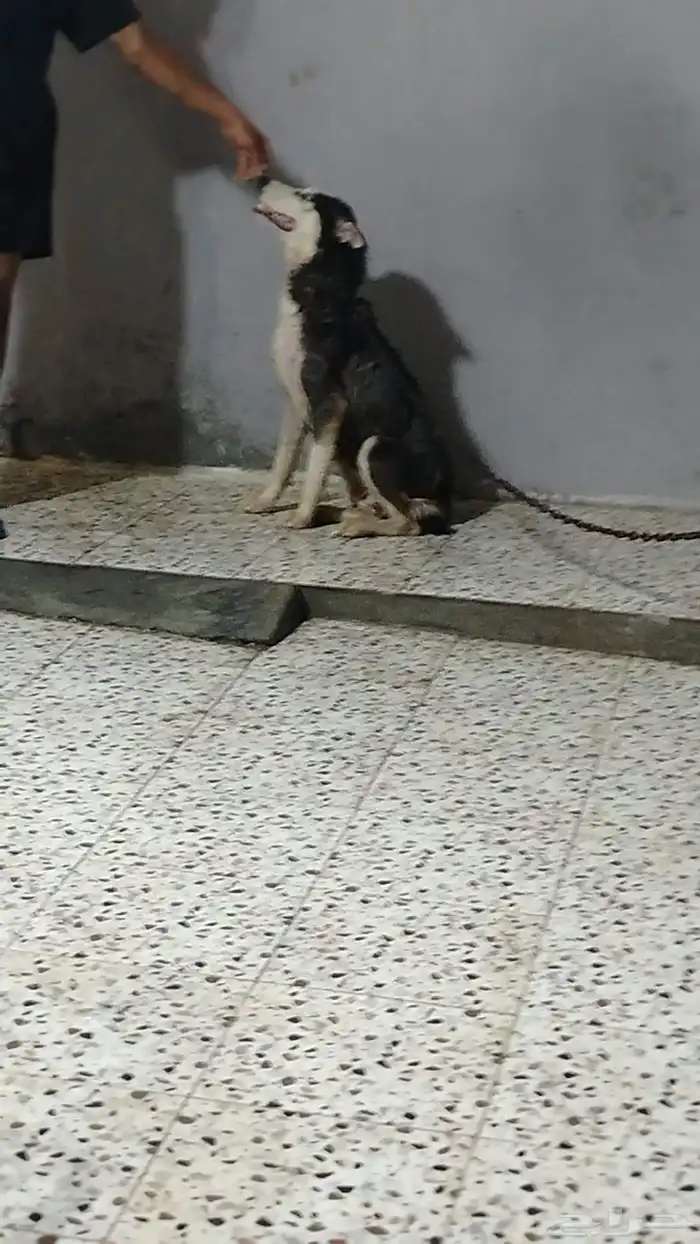هاسكي  جيرمن أناث البيع عل الجميع سبب لعدم توفر مكان 1