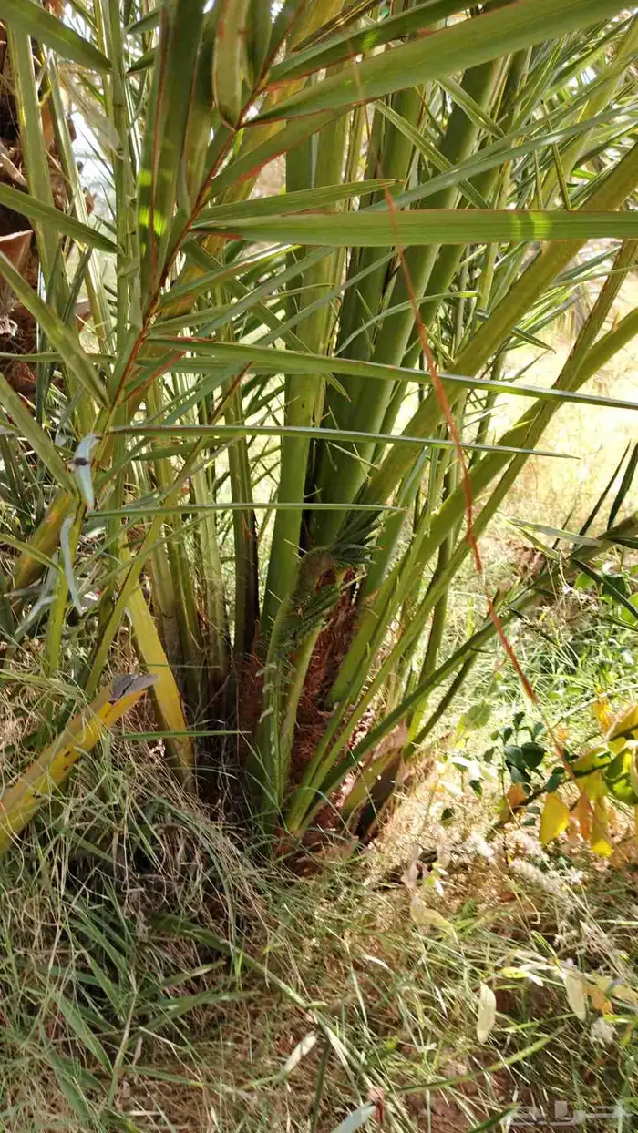 يوجد لدينا جميع انواع النخيل العربي 4