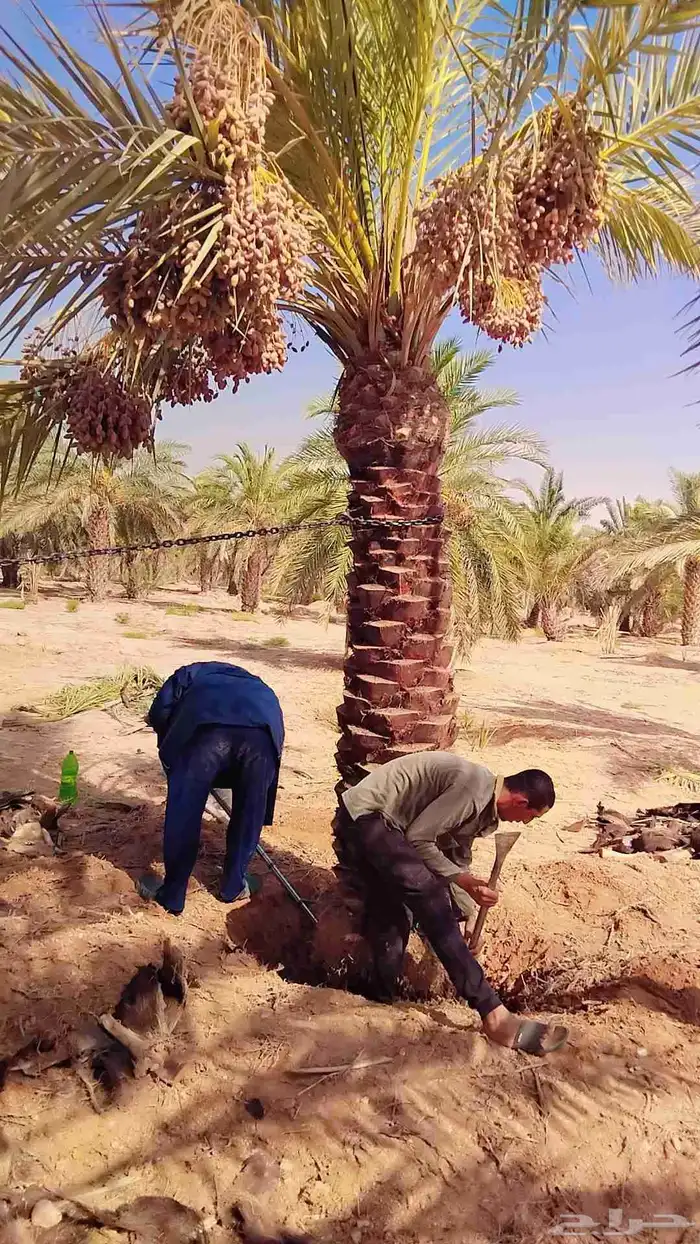 نخل للبيع مثمر خلاص سكري صقعي مجدول صفري خشرم منيفي شيشي سلج 3