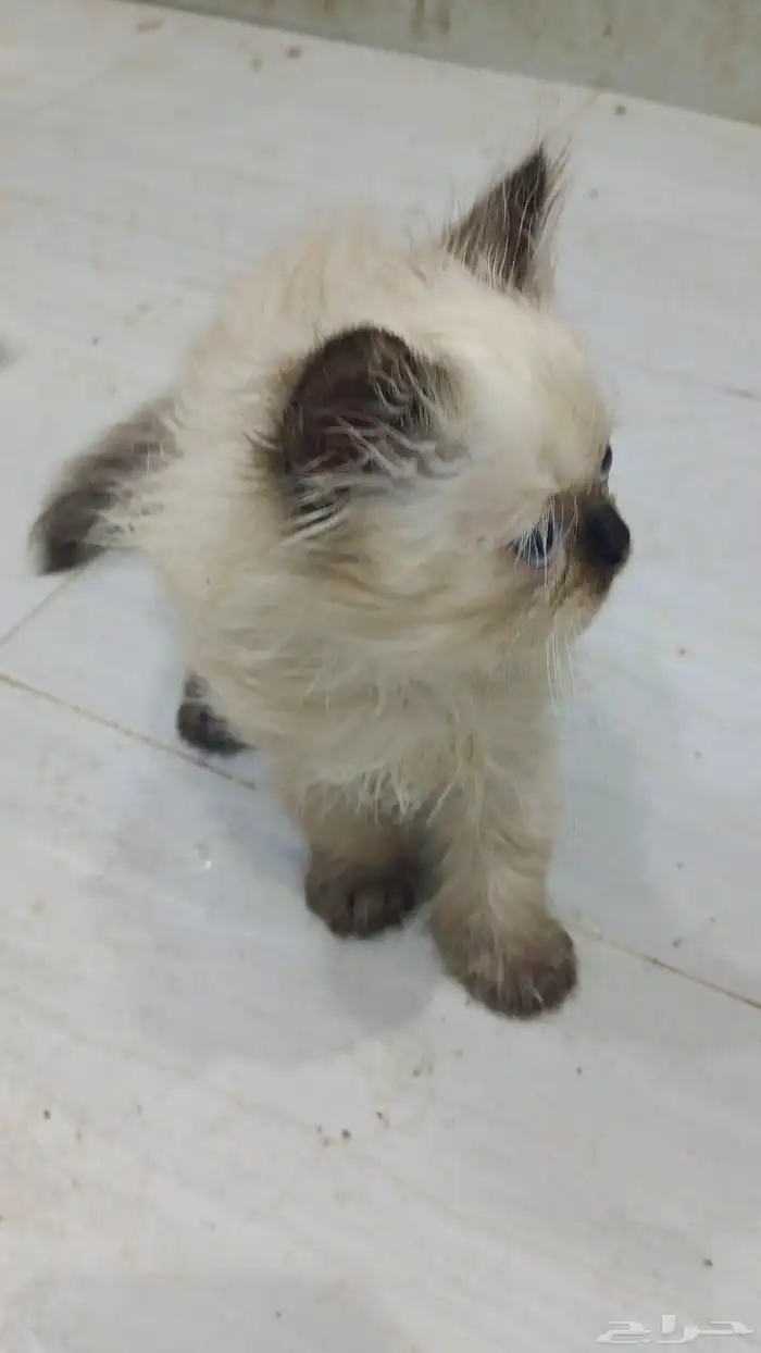 قط هملايا منتج انثى 4