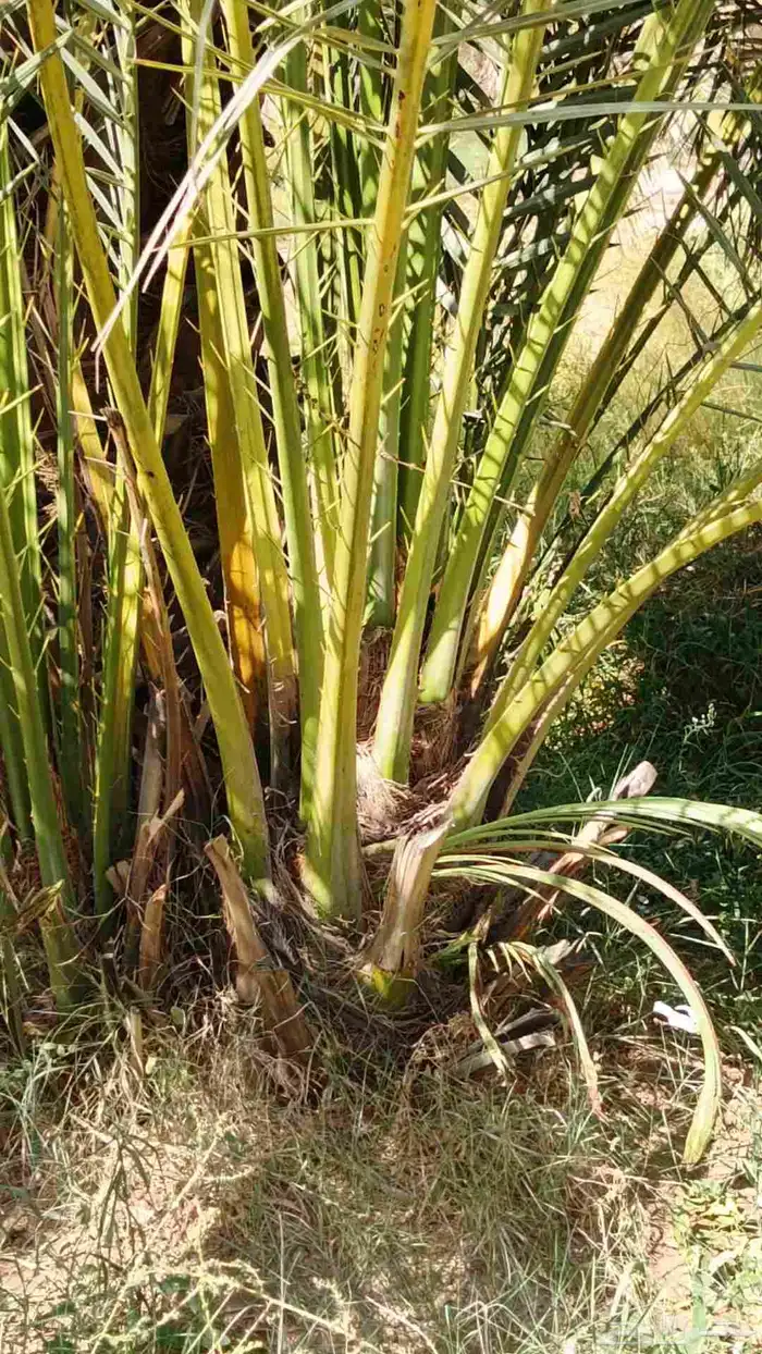 يوجد لدينا جميع انواع النخيل العربي 6