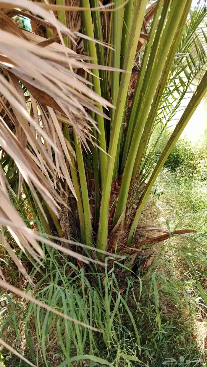 يوجد لدينا جميع انواع النخيل العربي 5