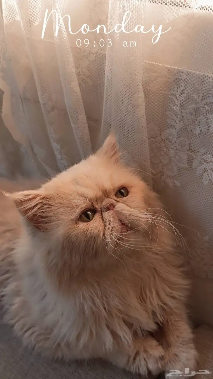 للبيع قط ذكر بيرشن بيكي فيس بيور 1
