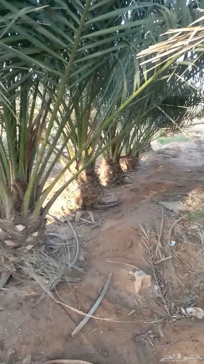 يتوجدلديناجميع انواع الفسيل بجميع انوعها ومقساتها 7