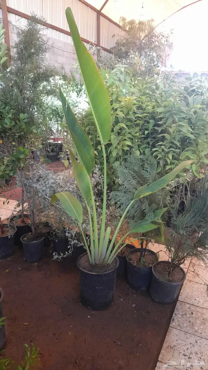 مشتل تنسيق حدائق 8